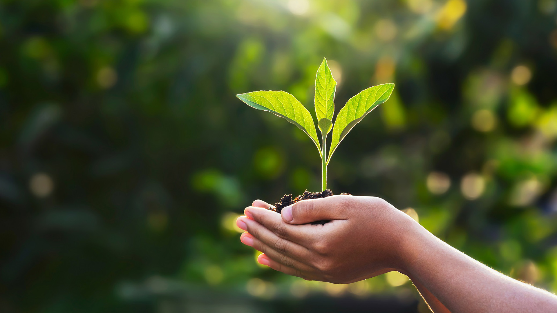  Plant in hand 